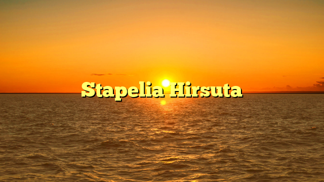 Stapelia Hirsuta