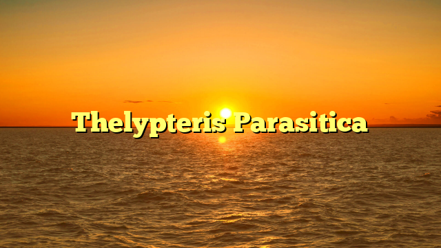Thelypteris Parasitica