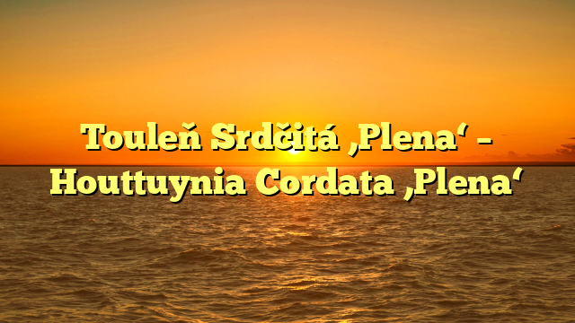 Touleň Srdčitá ‚Plena‘ – Houttuynia Cordata ‚Plena‘