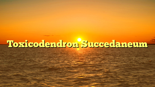 Toxicodendron Succedaneum
