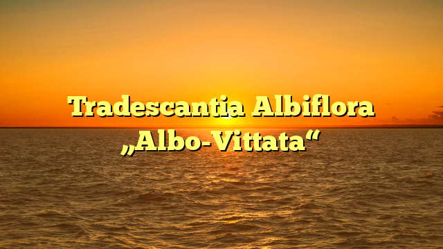 Tradescantia Albiflora „Albo-Vittata“