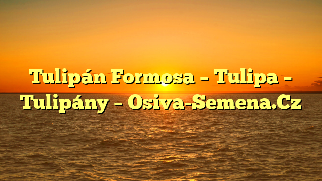 Tulipán Formosa – Tulipa – Tulipány – Osiva-Semena.Cz