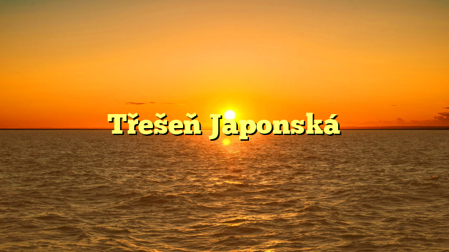 Třešeň Japonská