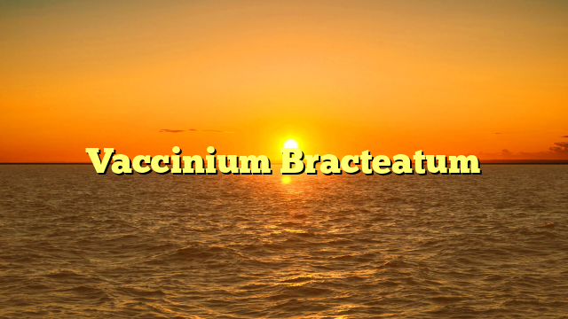 Vaccinium Bracteatum
