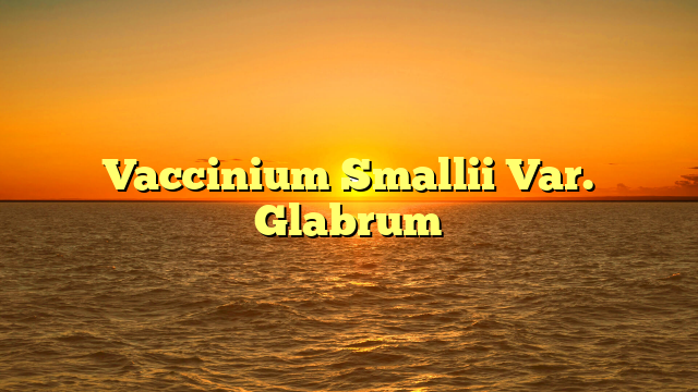 Vaccinium Smallii Var. Glabrum