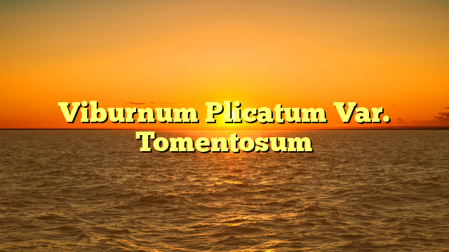 Viburnum Plicatum Var. Tomentosum