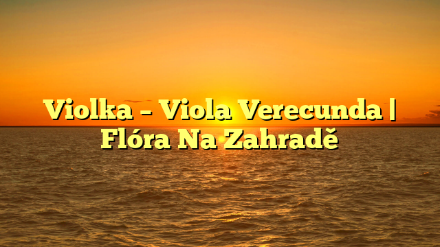 Violka – Viola Verecunda | Flóra Na Zahradě