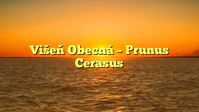Višeň Obecná – Prunus Cerasus