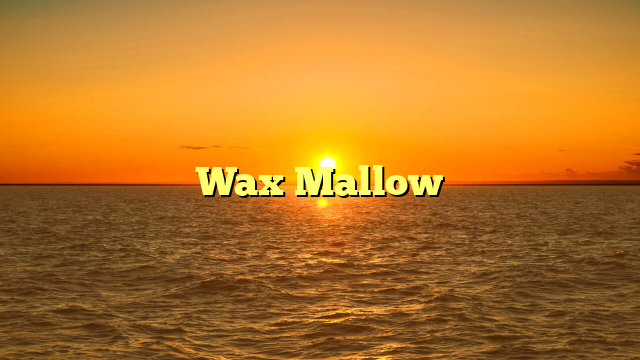 Wax Mallow