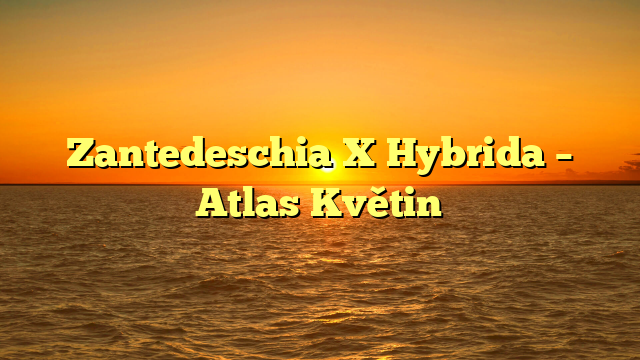 Zantedeschia X Hybrida – Atlas Květin