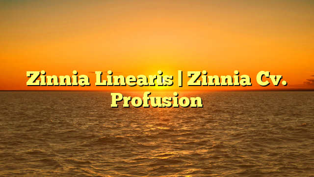 Zinnia Linearis | Zinnia Cv. Profusion