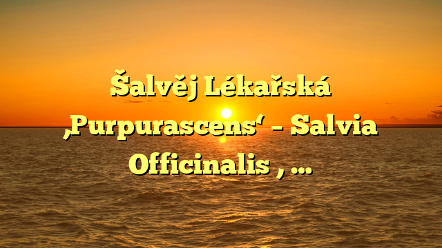 Šalvěj Lékařská ‚Purpurascens‘ – Salvia Officinalis ‚ …