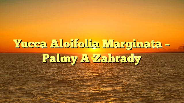Yucca Aloifolia Marginata – Palmy A Zahrady